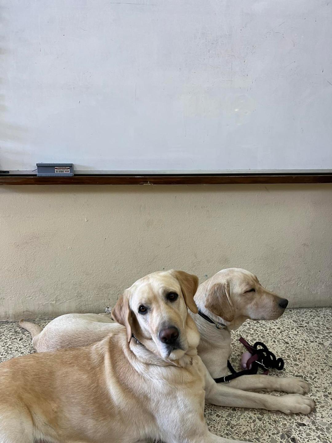 Επίσκεψη στη Β’ Δημοτικού της ομάδας των Liberty Guide Dogs